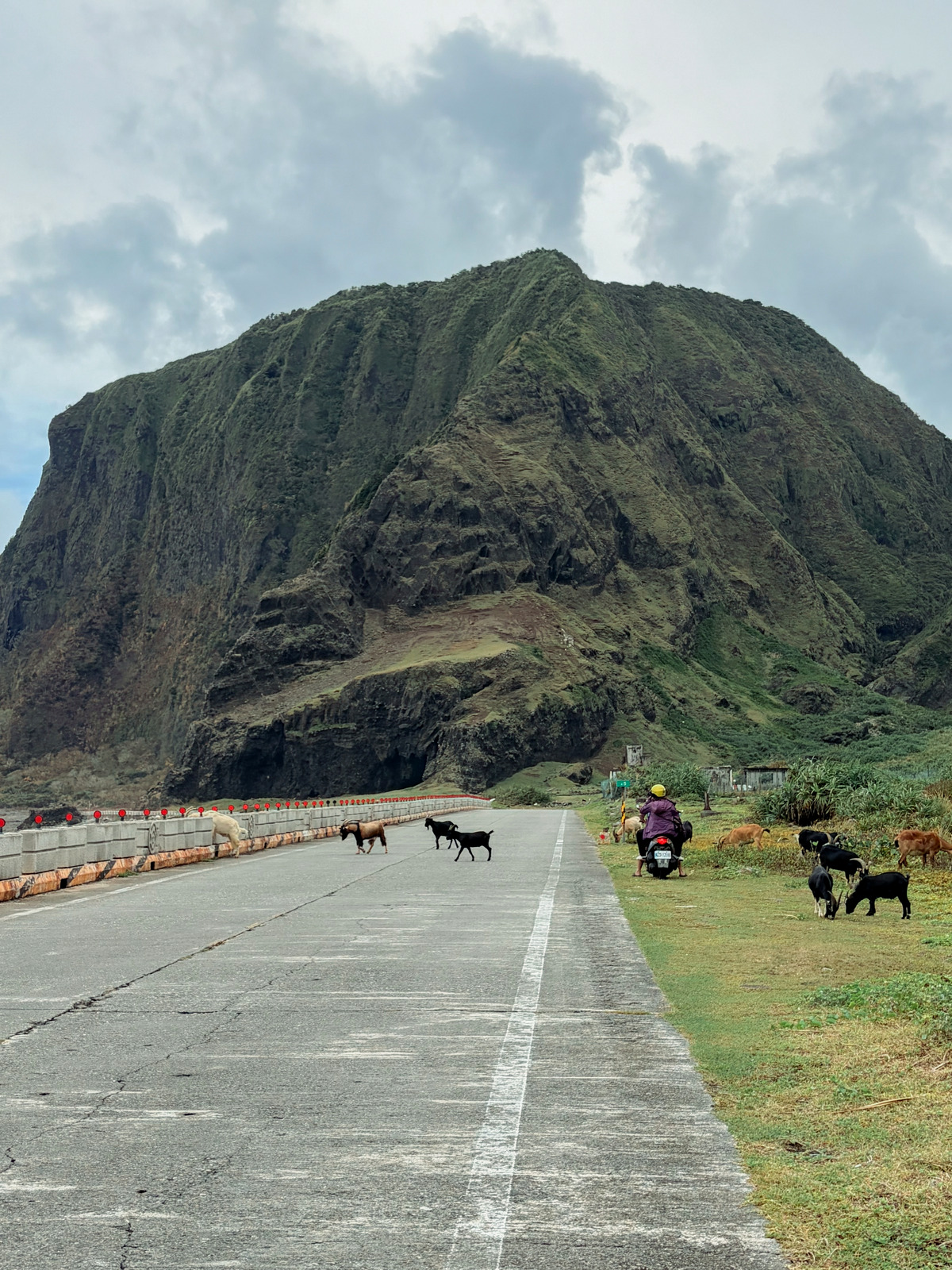 蘭嶼環島公路上隨處可見的山羊