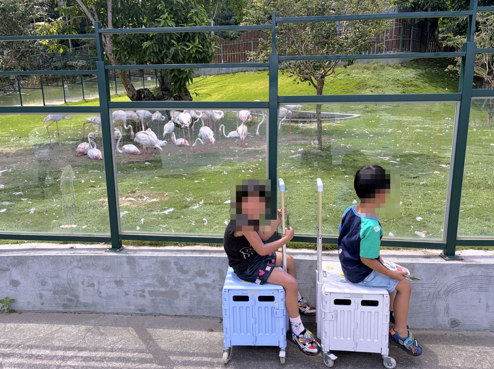 芮和樂坐在九九峰動物樂園紅鶴區外