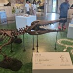 左鎮化石園區展出的臺灣豐玉姬鱷3D骨架模型